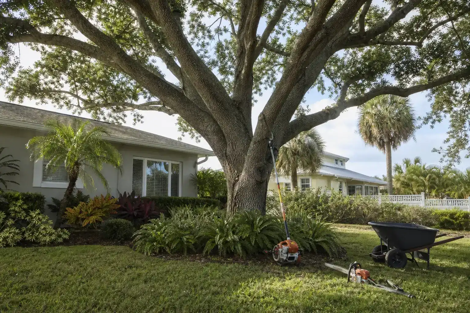 Mature Florida tree in a residential yard during a discussion of choosing the right trees for coastal home landscapes Mature Florida tree in a residential yard during a discussion of choosing the right trees for coastal home landscapes