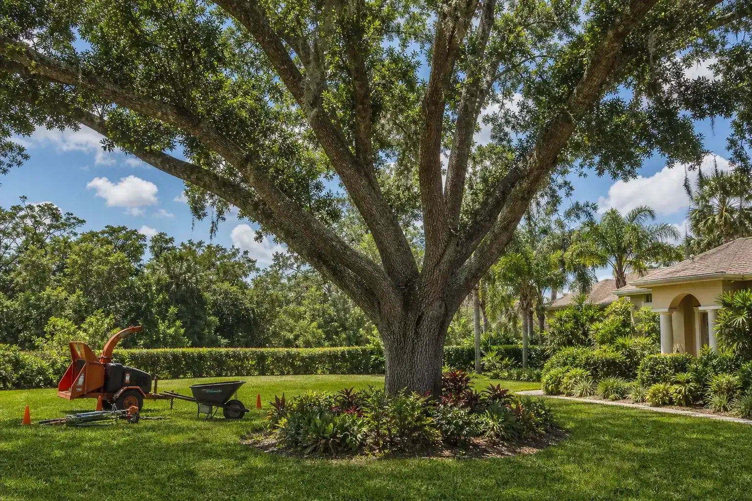 Mature Florida tree in a residential yard for best tree services in daytona beach, fl for property owners Mature Florida tree in a residential yard for best tree services in daytona beach, fl for property owners