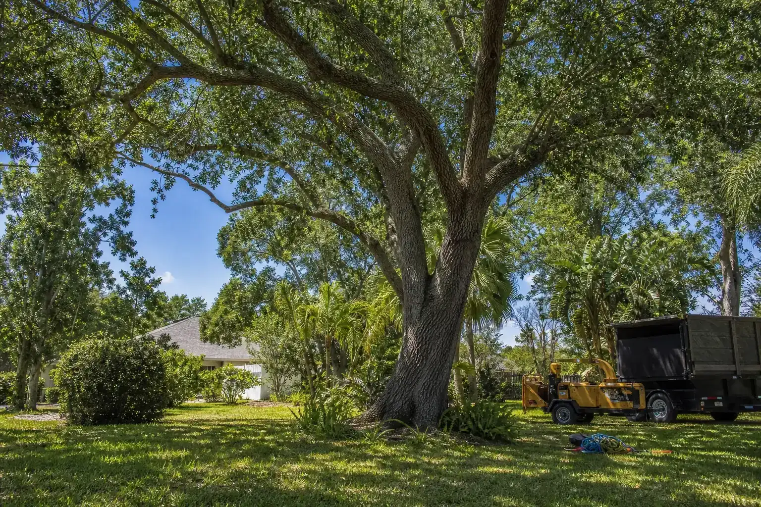 Mature Florida tree in a residential yard during a discussion of importance of land clearing for builders in deltona fl Mature Florida tree in a residential yard during a discussion of importance of land clearing for builders in deltona fl