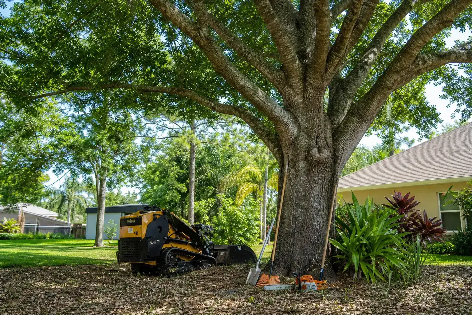 Mature Florida tree in a residential yard illustrating understanding land clearing basics in deltona fl Mature Florida tree in a residential yard illustrating understanding land clearing basics in deltona fl