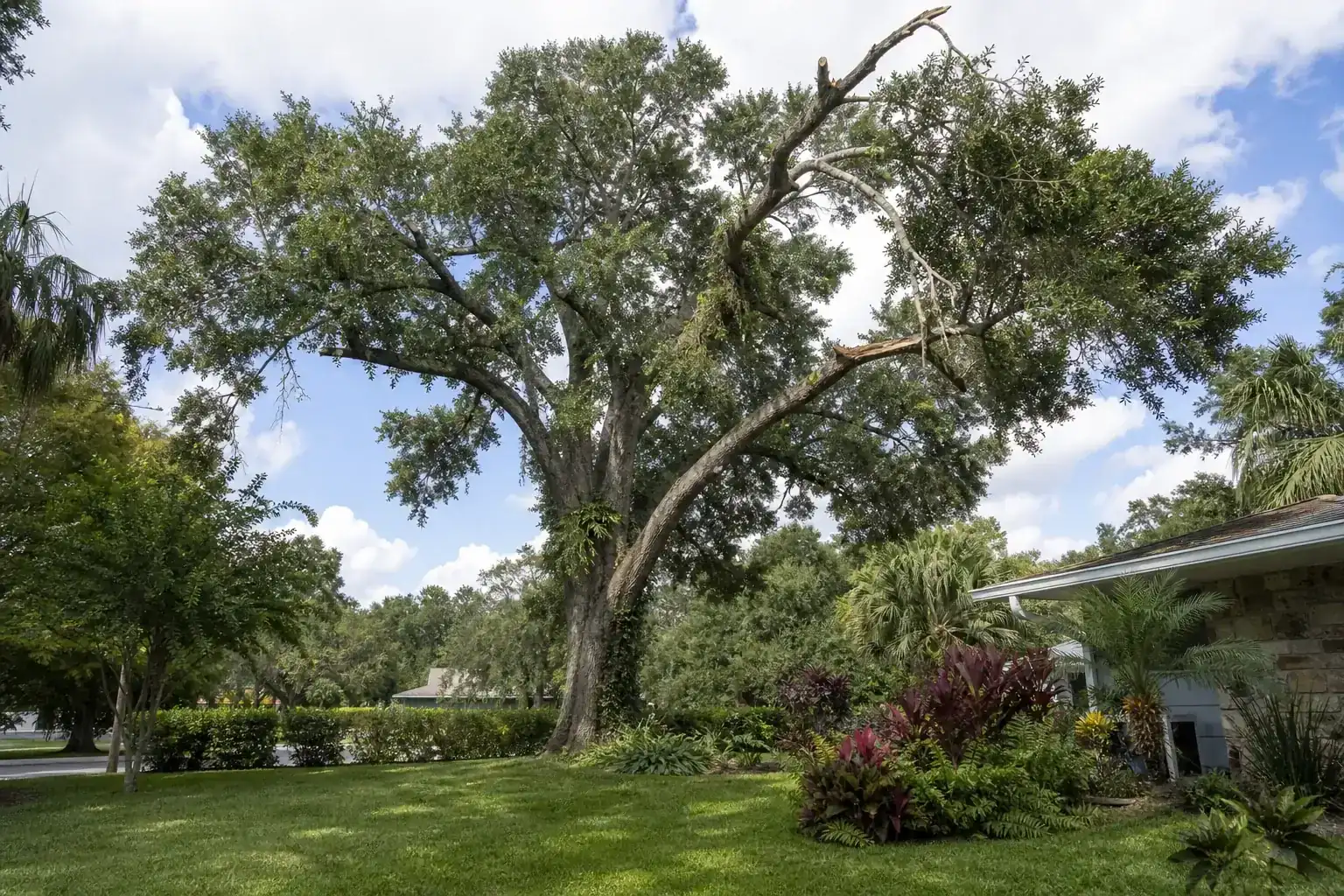 Mature Florida shade tree with branches ready for trimming during a discussion of why choose local specialists for tree cutting in daytona beach, fl? Mature Florida shade tree with branches ready for trimming during a discussion of why choose local specialists for tree cutting in daytona beach, fl?