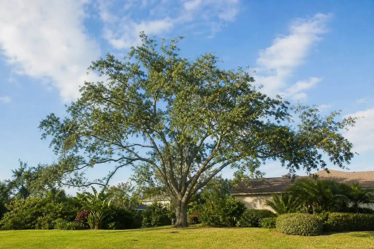 Mature Florida shade tree with branches ready for trimming for tree trimming port orange, fl | trusted local experts Mature Florida shade tree with branches ready for trimming for tree trimming port orange, fl | trusted local experts