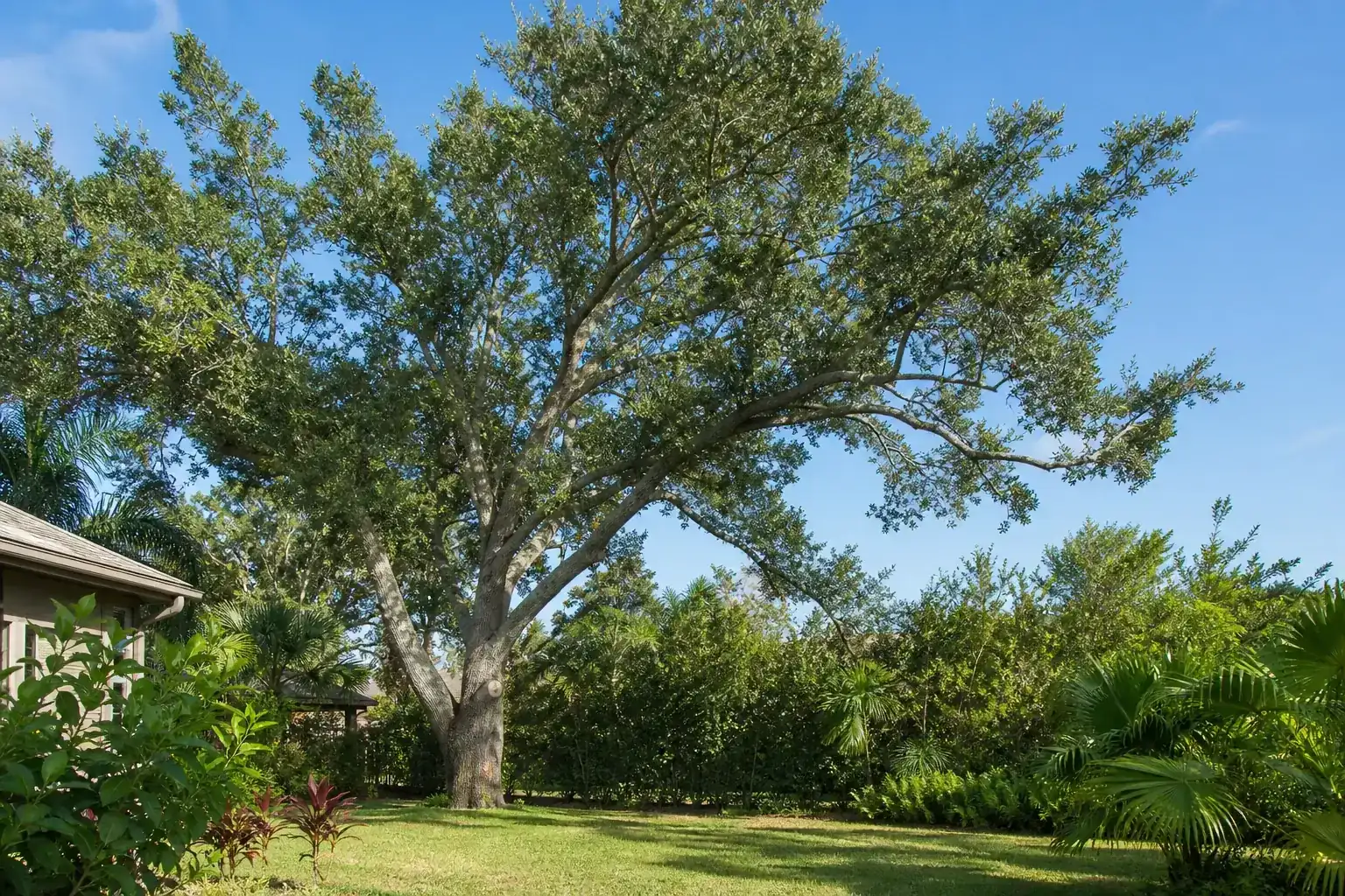 Mature Florida shade tree with branches ready for trimming during a discussion of key considerations for choosing experts in port orange, fl Mature Florida shade tree with branches ready for trimming during a discussion of key considerations for choosing experts in port orange, fl