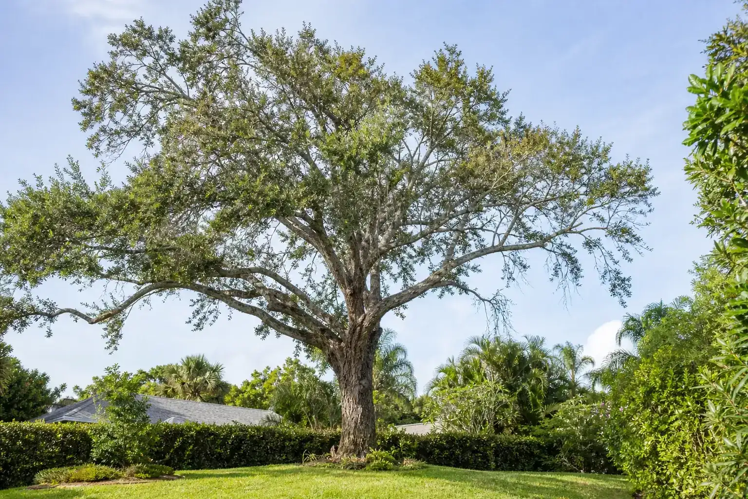 Mature Florida shade tree with branches ready for trimming illustrating the benefits of professional tree trimming services in port orange, fl Mature Florida shade tree with branches ready for trimming illustrating the benefits of professional tree trimming services in port orange, fl