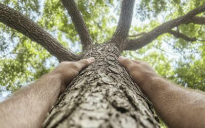 Tree Trimming Benefits in Daytona Beach, FL