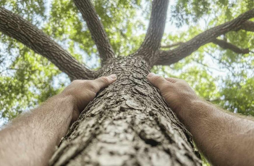 Tree Trimming Benefits in Daytona Beach, FL | Tree Trimming Services in Daytona Beach, FL | Florida Foliage | Tree Removal | Storm Preparation