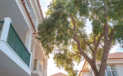 Crane Tree Removal Daytona Beach FL – Why It Matters