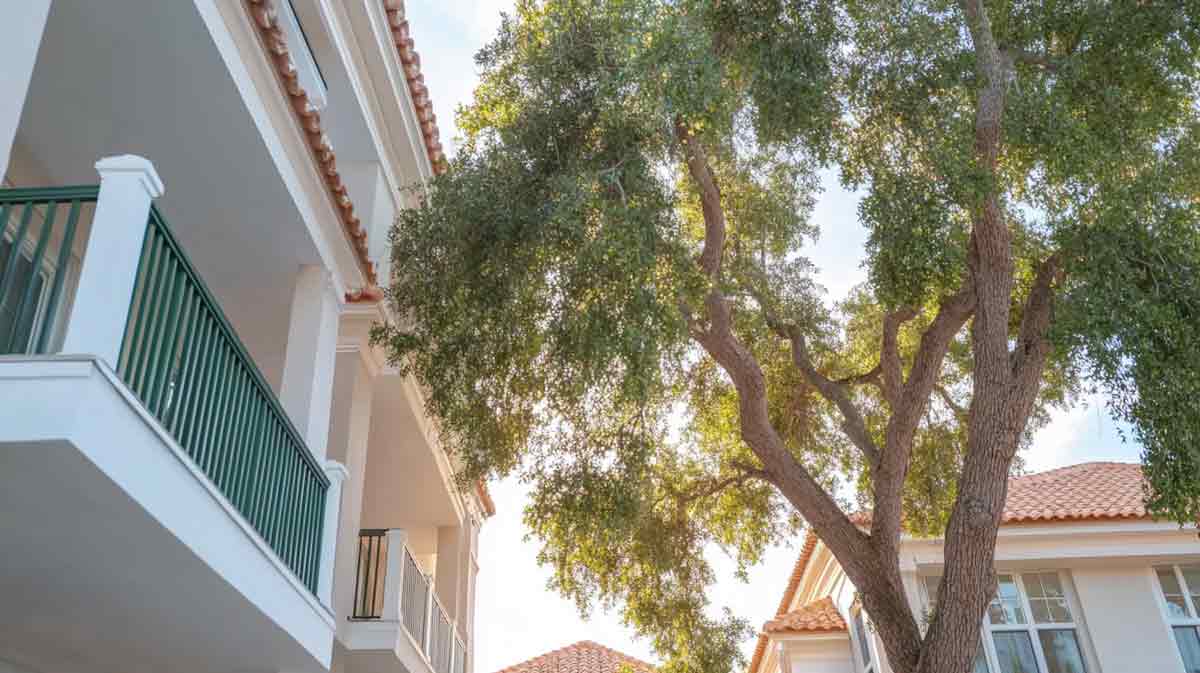 Crane-Tree-Removal-in-Daytona-Beach,-FL Crane Tree Removal in Daytona Beach, FL | Tree Trimming Services in Daytona Beach, FL | Florida Foliage | Tree Removal | Storm Preparation in FL
