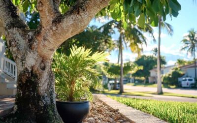 Emergency Residential Tree Removal in Daytona Beach, FL