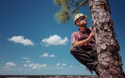 Pro Crane Tree Removal in Central FL