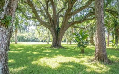 Residential Tree Removal in Daytona Beach FL
