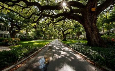 Spring Tree Inspections in Kissimmee, FL