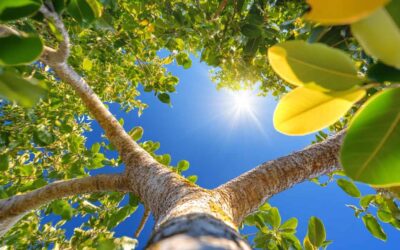 Top-Rated Tree Trimming in Central FL