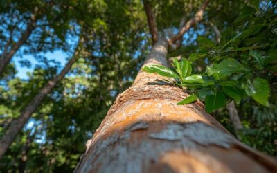 Tree Removal and Cleanup in Daytona Beach FL