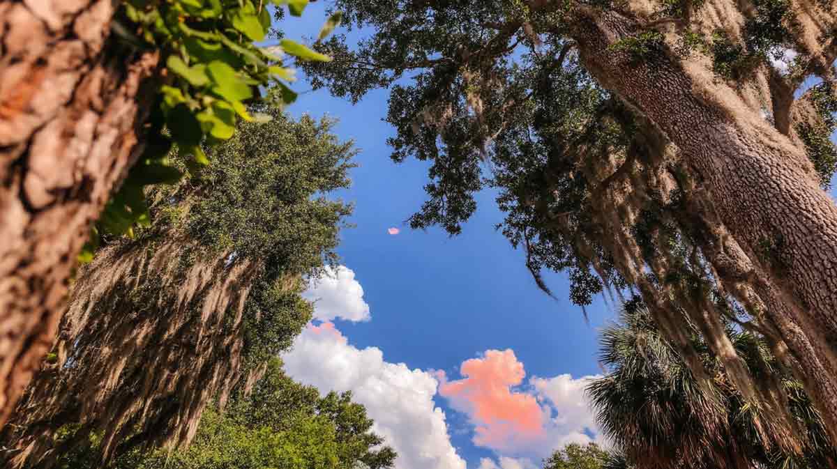 Affordable-Hurricane-Tree-Removal-in-Central-Florida Affordable Hurricane Tree Removal in Central Florida | Tree Trimming Services in Daytona Beach, FL | Florida Foliage | Tree Removal | Storm Tree Prep in Central FL