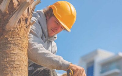 Affordable Tree Removal in Central Florida | Top 5 Services