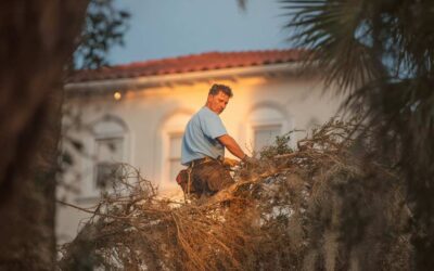 Hurricane Tree Inspection Services in Central FL