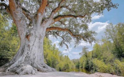 Hurricane Tree Risk Assessment in Central Florida