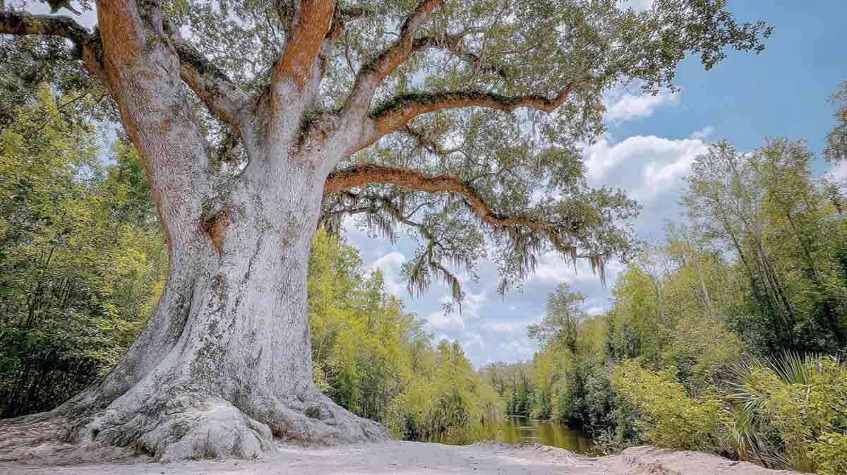 Hurricane-Tree-Risk-Assessment-in-Central-Florida Hurricane Tree Risk Assessment in Central Florida | Tree Trimming Services in Daytona Beach, FL | Florida Foliage | Tree Removal | Storm Tree Prep in Central FL