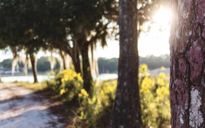 Hurricane Tree Trimming in Central Florida | Be Prepared