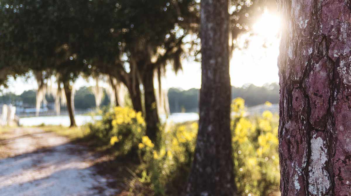Hurricane Tree Trimming in Central Florida | Tree Trimming Services in Daytona Beach, FL | Florida Foliage | Tree Removal | Storm Tree Prep in Central FL