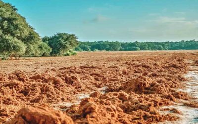 Land Clearing Services in Central Florida | Full Prep