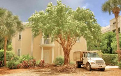 Orlando, FL Tree Removal for Spring
