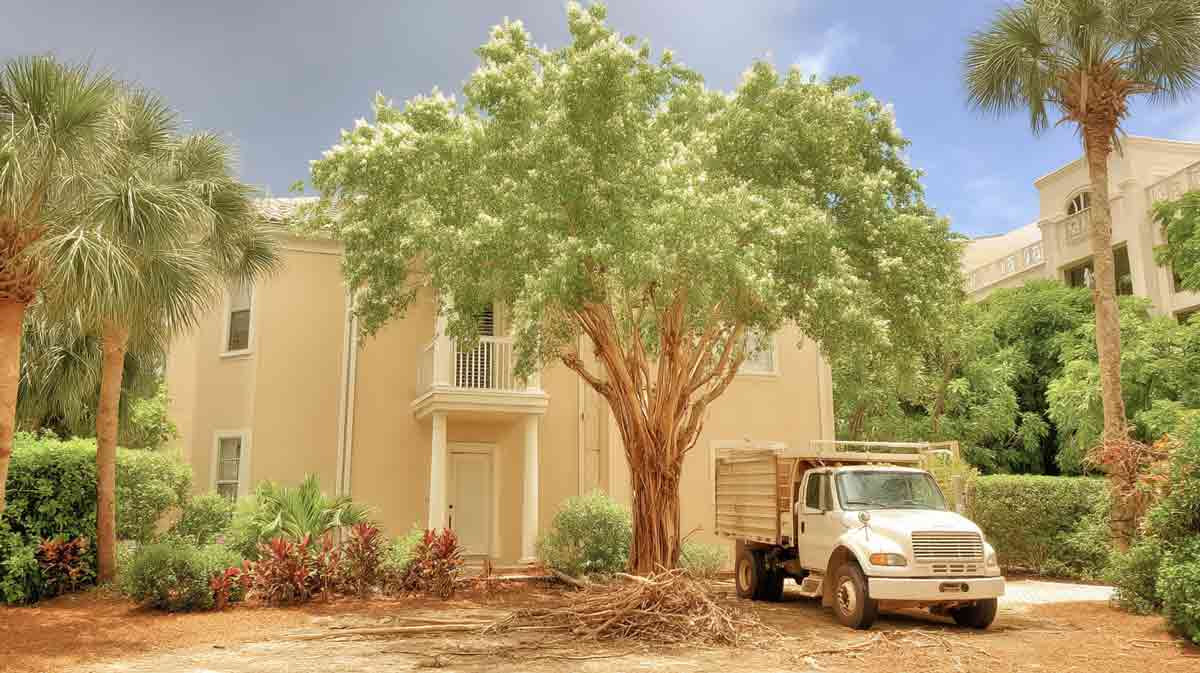 Orlando,-FL-Tree-Removal-for-Spring Orlando, FL Tree Removal for Spring | Free Estimates | Tree Trimming Services in Daytona Beach, FL | Florida Foliage | Tree Removal | Storm Tree Prep in Central FL