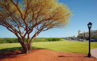 Tree Cutting Daytona Beach FL – Local Specialists