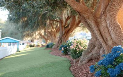 Tree Pruning Services in Daytona Beach, FL