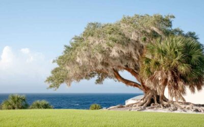 Tree Removal in New Smyrna Beach, FL | Call Today