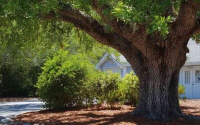 Tree Removal in Oviedo FL | Fast, Affordable Help