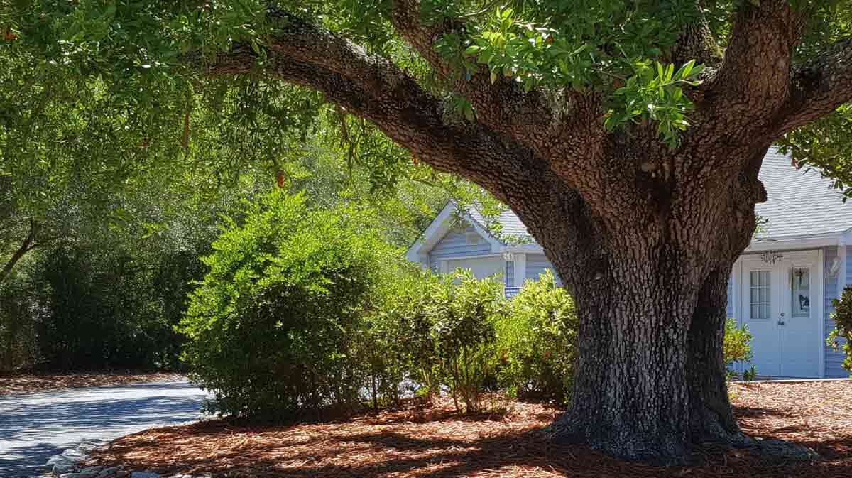 Tree-Removal-in-Oviedo-FL-_-Fast,-Affordable-Help Tree Removal in Oviedo FL | Fast, Affordable Help | Tree Trimming Services in Daytona Beach, FL | Florida Foliage | Tree Removal | Storm Tree Prep in Central FL