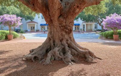 Tree Services in Orlando FL | Expert Local Crew