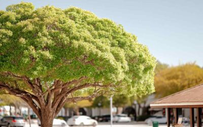 Tree Services in Sanford FL | Storm Prep & Cleanup