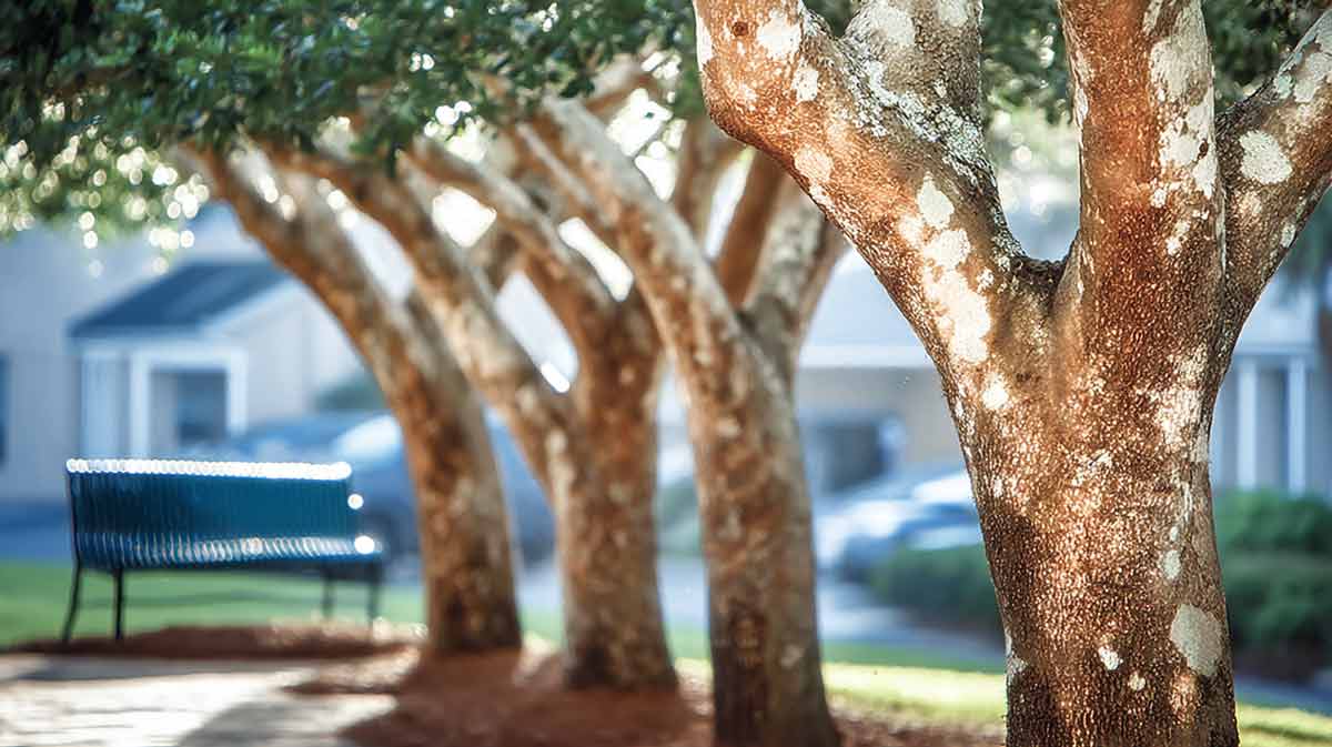 Trusted-Tree-Company-Near-Me-Daytona-Beach,-FL Trusted Tree Company Near Me Daytona Beach, FL | Tree Trimming Services in Daytona Beach, FL | Florida Foliage | Tree Removal | Storm Tree Prep in Central FL