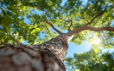 Emergency Tree Service Near Me in Daytona Beach