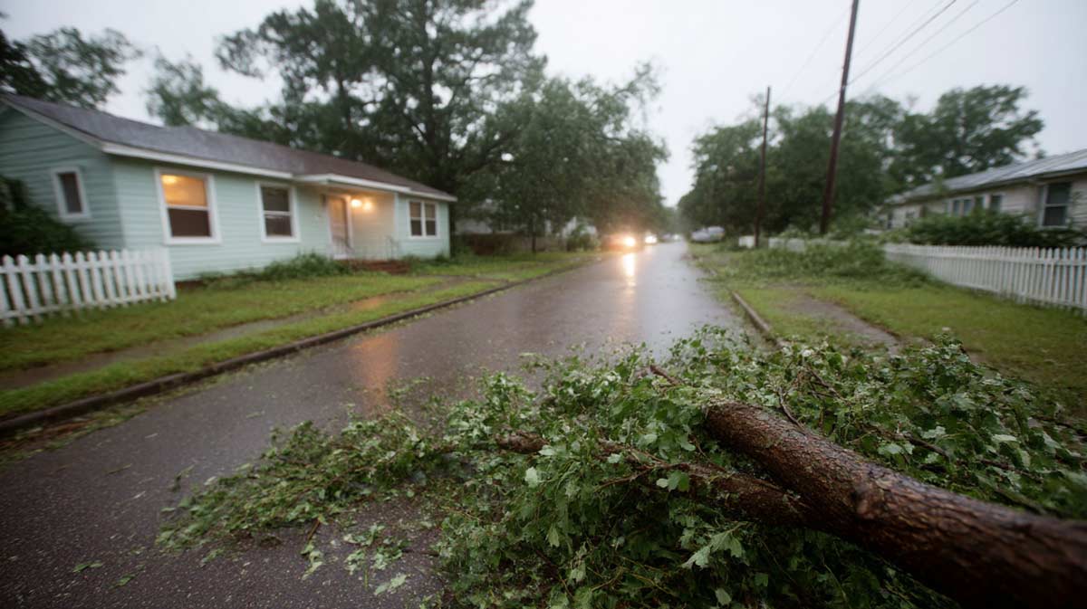 Hurricane Storm Cleanup Services Daytona Beach FL | Tree Trimming Services in Daytona Beach, FL | Florida Foliage | Tree Removal | Storm Tree Prep in Central FL