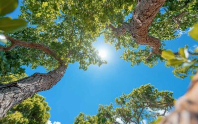 ISA Certified Arborist Daytona Beach – Hire With Confidence