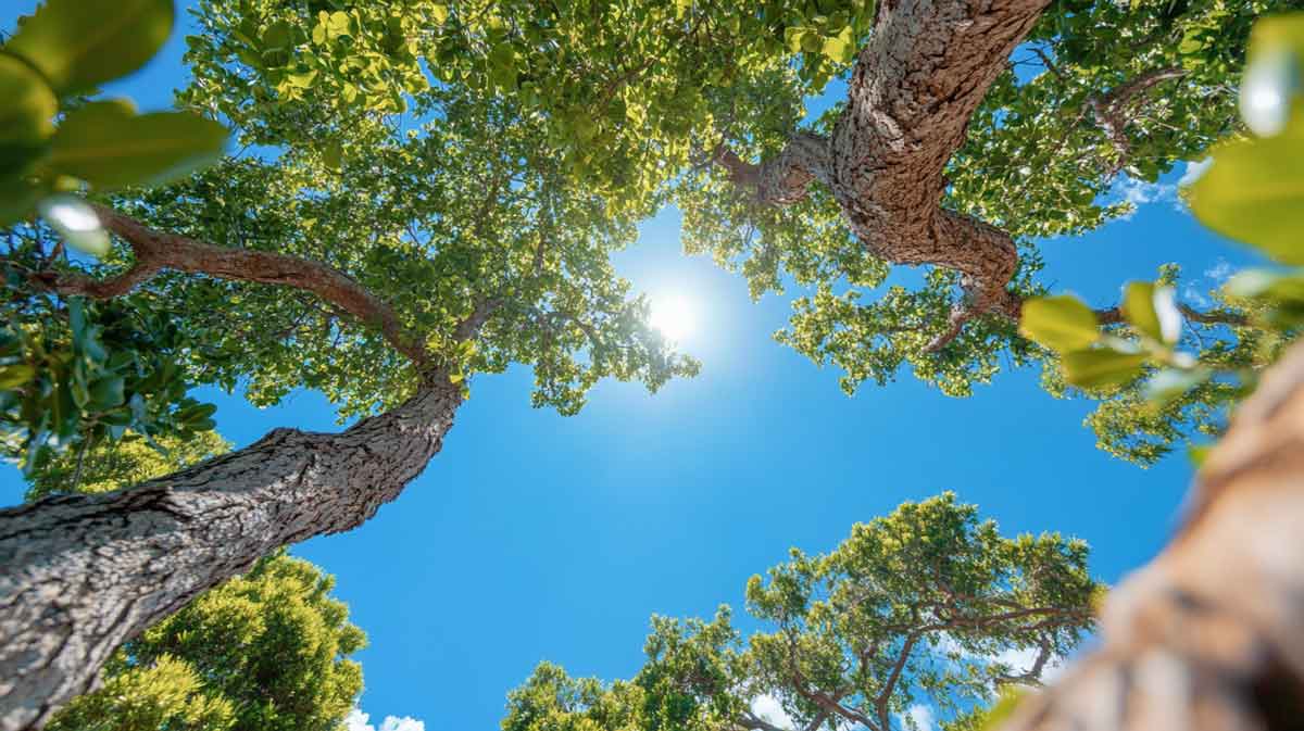 ISA-Certified-Arborist-Daytona-Beach ISA Certified Arborist Daytona Beach | Tree Trimming Services in Daytona Beach, FL | Florida Foliage | Tree Removal | Storm Tree Prep in Central FL