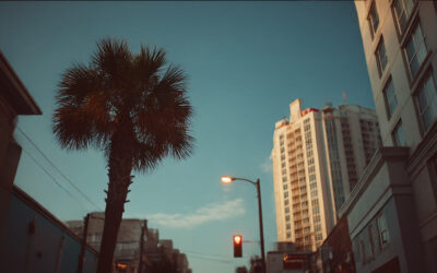 Palm Tree Trimming Service Near Me Daytona Beach