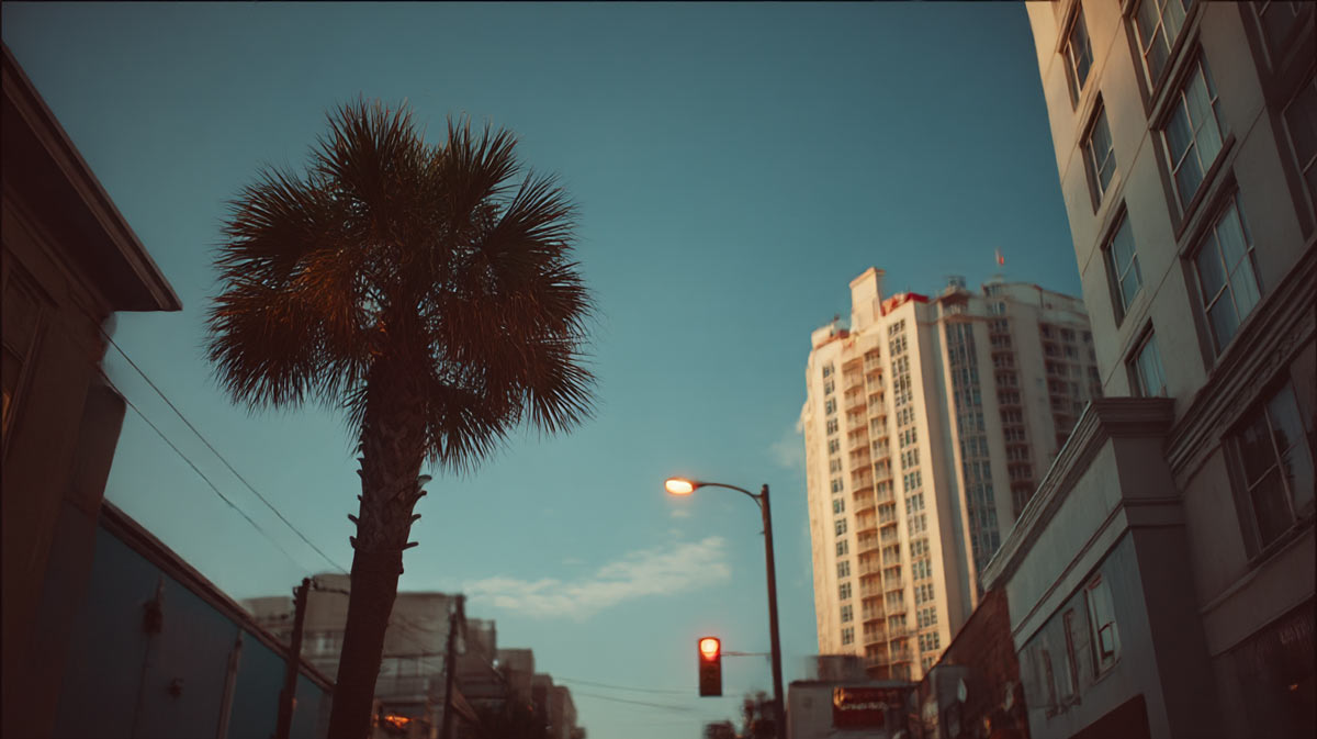 Palm-Tree-Trimming-Service-Near-Me-Daytona-Beach Palm Tree Trimming Service Near Me Daytona Beach | Tree Trimming Services in Daytona Beach, FL | Florida Foliage | Tree Removal | Storm Tree Prep in Central FL