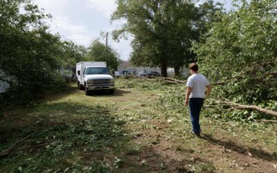 Affordable Tree Removal Service Daytona Beach, FL