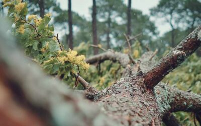 Emergency Tree Removal Ormond Beach FL