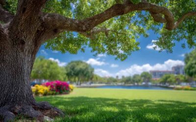 Affordable Tree Cutting in Deltona FL