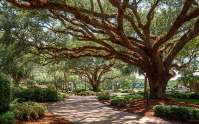 Crane Tree Removal Holly Hill FL for HOAs