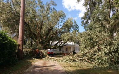 Emergency Tree Removal in South Daytona FL