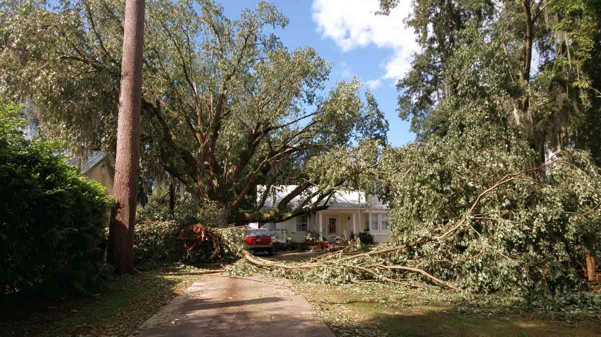 Emergency Tree Removal in South Daytona FL | Florida Foliage | Tree Removal | Storm Tree Prep in Central FL