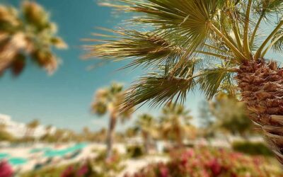 Palm Pruning Ormond Beach FL for Residences