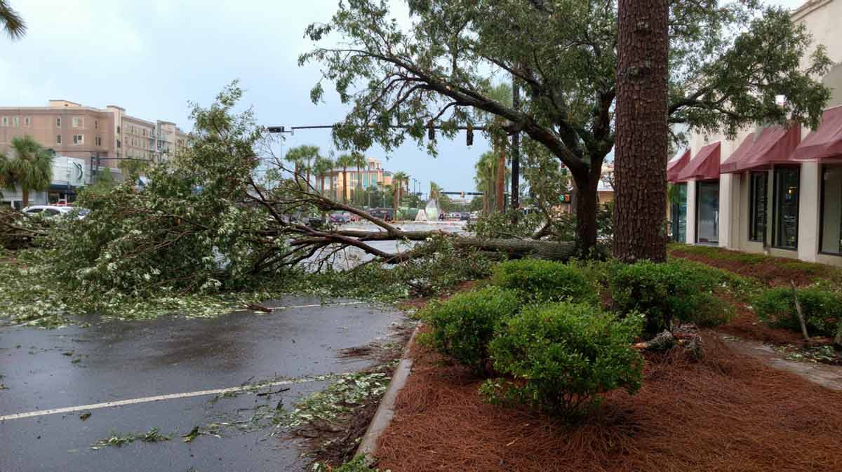 Storm-Cleanup-Port-Orange-FL-for-Plazas Storm Cleanup Port Orange FL for Plazas | Florida Foliage | Tree Removal | Storm Tree Prep in Central FL